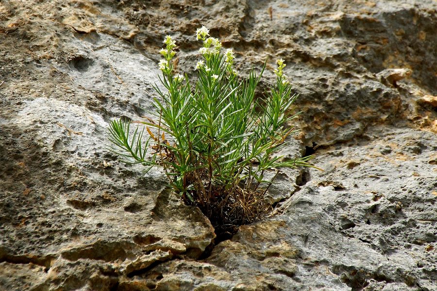 Galium lucidum subsp. venustum